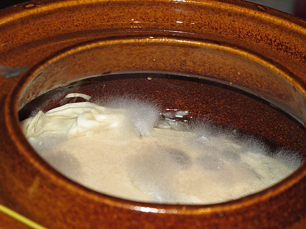 Schimmelpilz auf Kraut