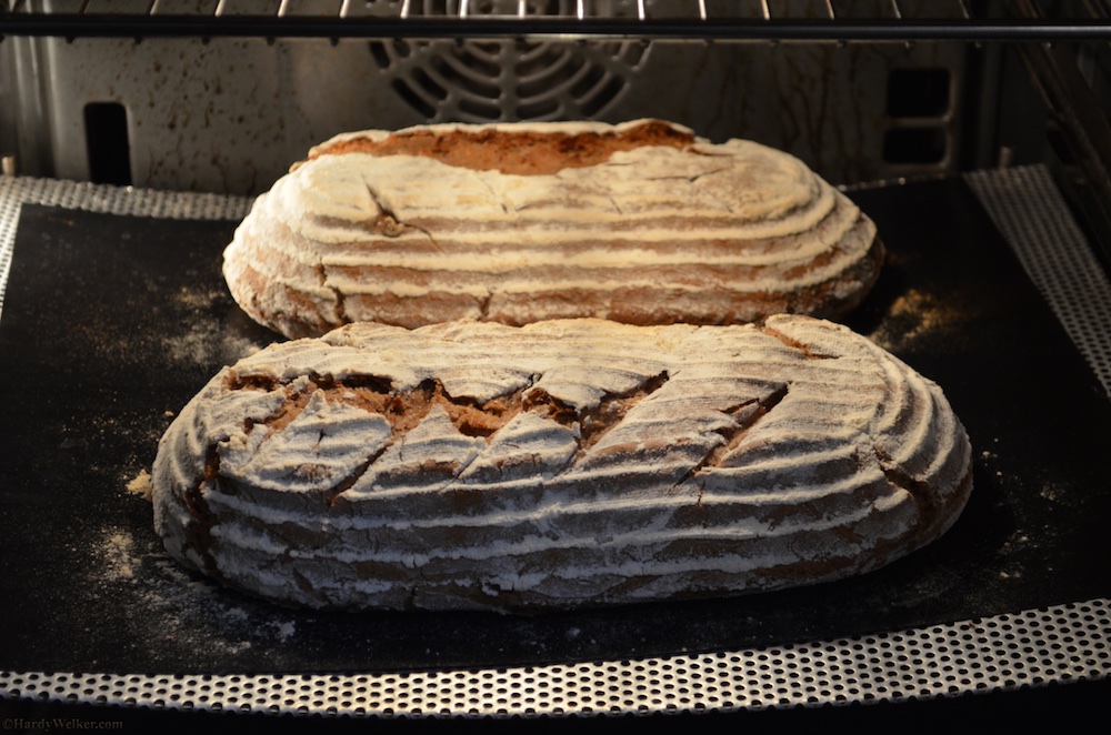 Die Brote nach 15 Minuten mit Dampf. Ich erzeuge mittlerweile mit einer Hand voll Eiswürfel.  Danke an der Stelle an Steini. Die Brote sind von unten genauso durchgebacken wie von oben.