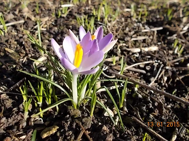Krokus Jan2015-001.JPG
