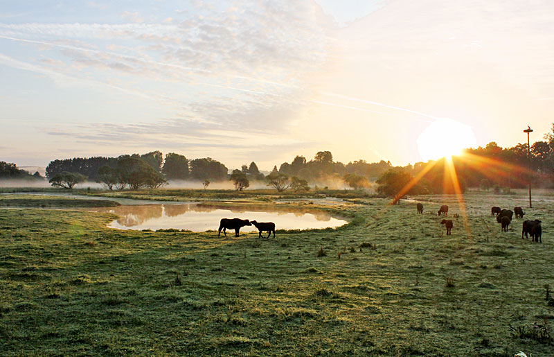 Sonnenaufgang-am-Biotop_GuenterMaier.jpg