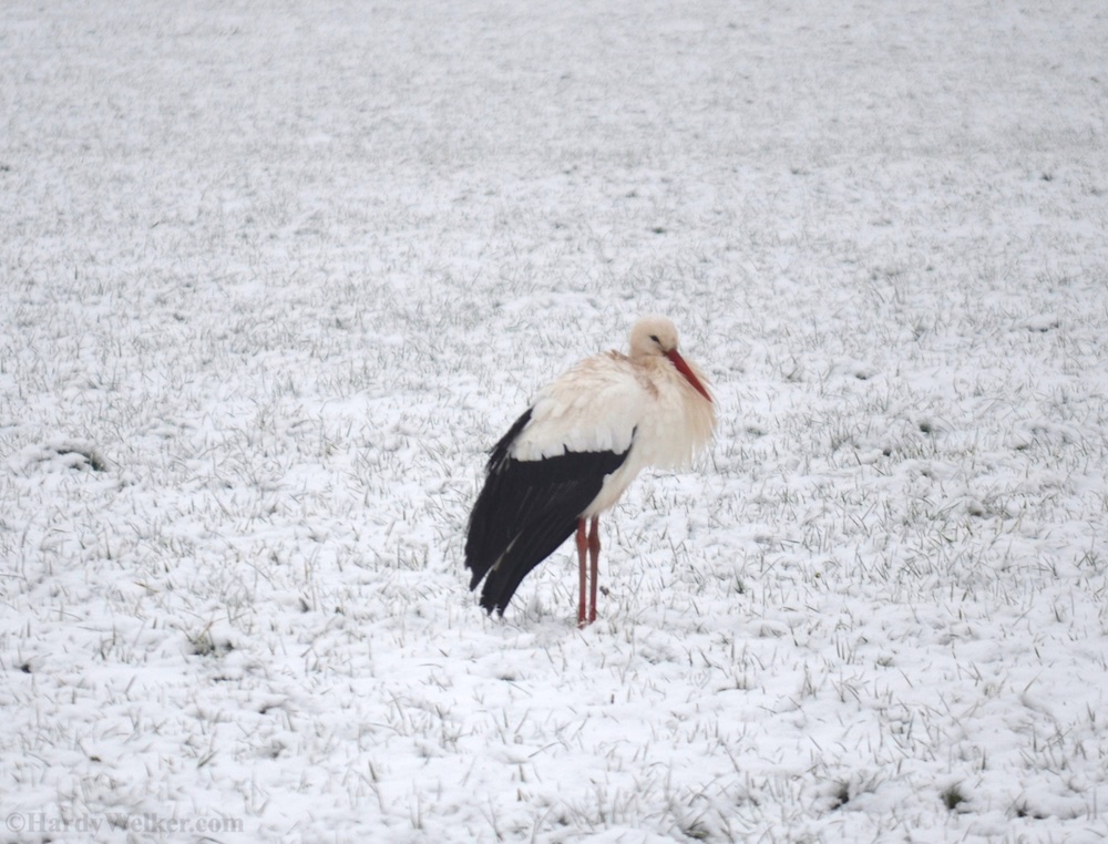 Storch Beeden Mastau 20153.jpg