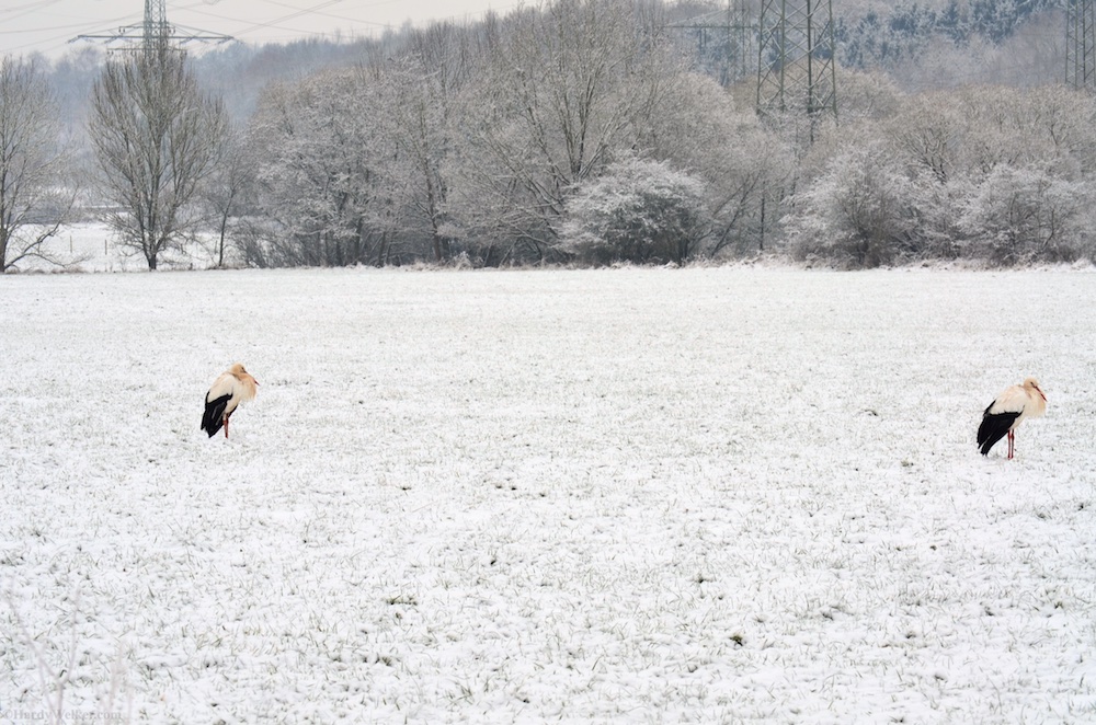 Storch Beeden Mastau 20152.jpg
