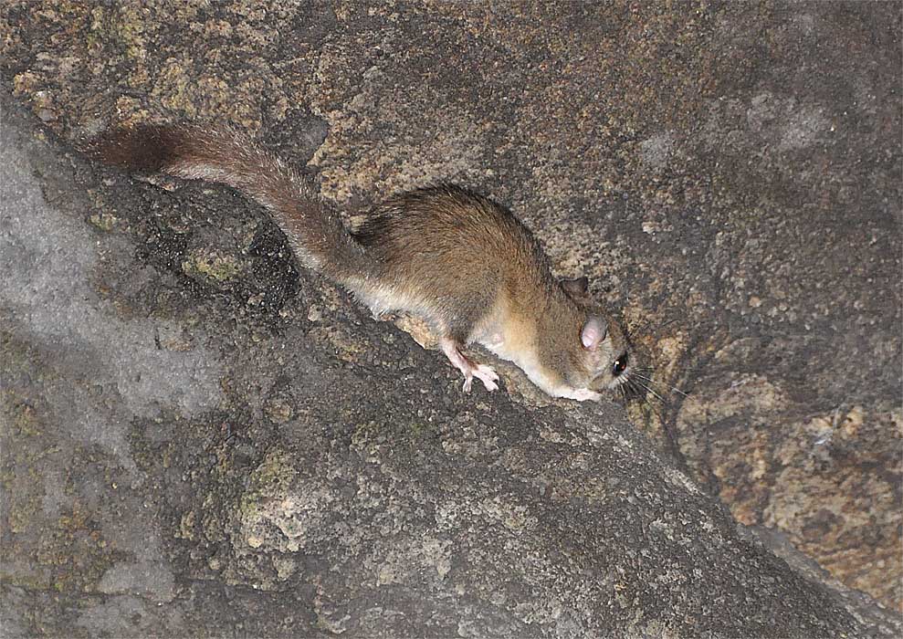 Mausmarder.jpg