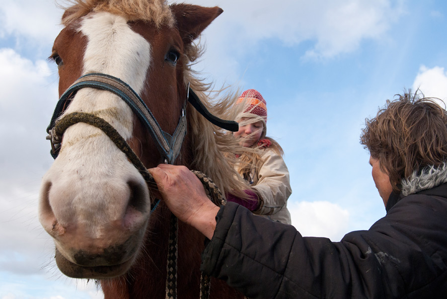 Johanna auf 1,90m und knapp 1000kg schweren Vlaams Paard
