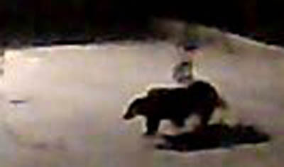 Nächtlicher Besucher