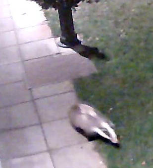 Besucher, nächtlicher