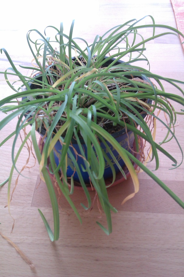 IMAG0429.jpg