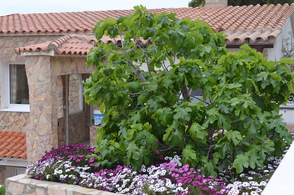 Pflanzen im Garten 6.jpg