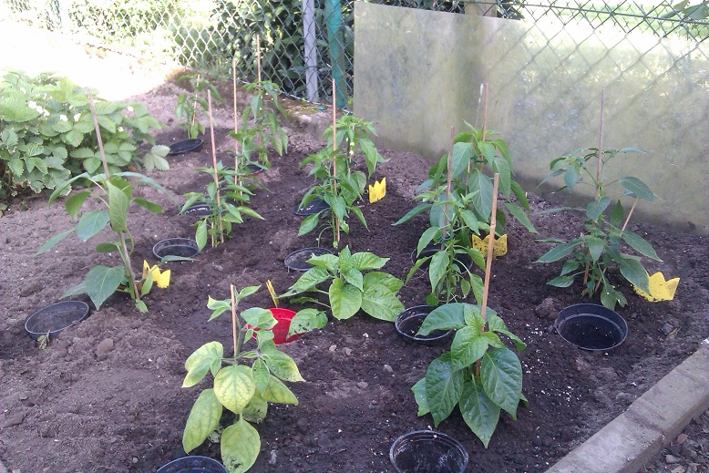 IMAG0437.jpg
