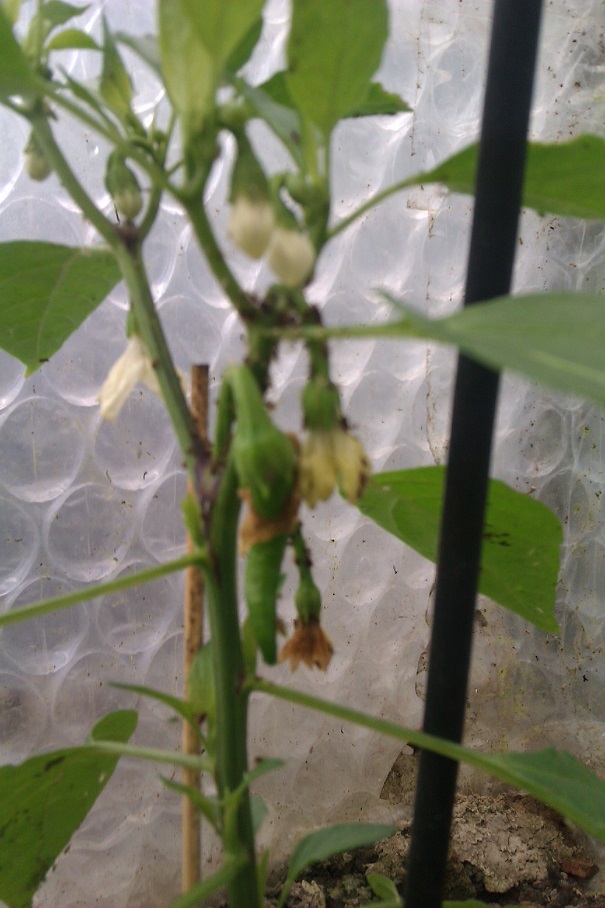 IMAG0451.jpg