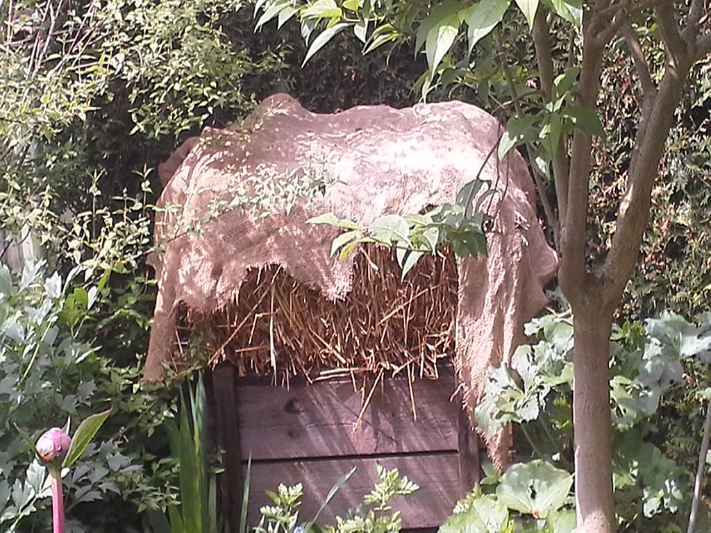 Hier sollten Austernpilze wachsen