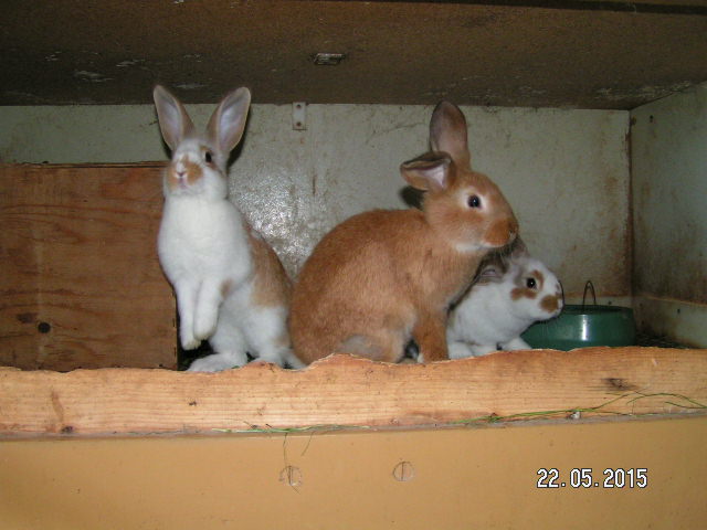 PICT0436.JPG