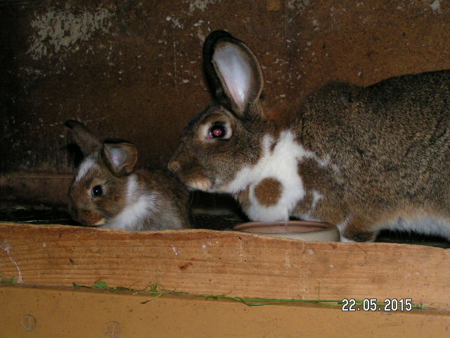PICT0447.JPG
