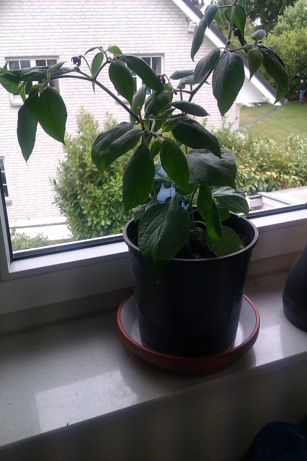 IMAG0461.jpg