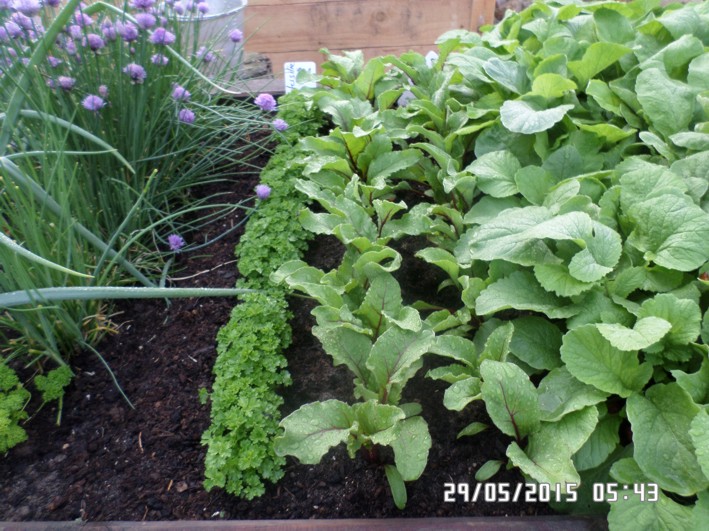 rote bete petersilie.jpg