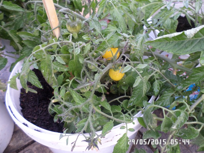gelbe tomaten.jpg