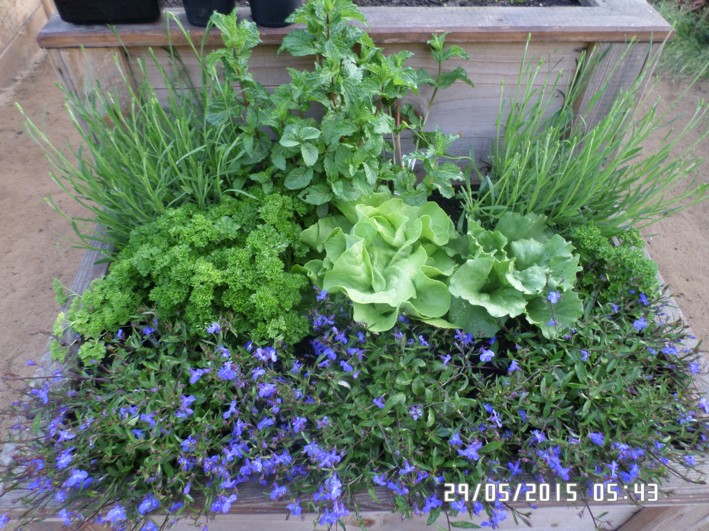 kräuter blumen beet.jpg