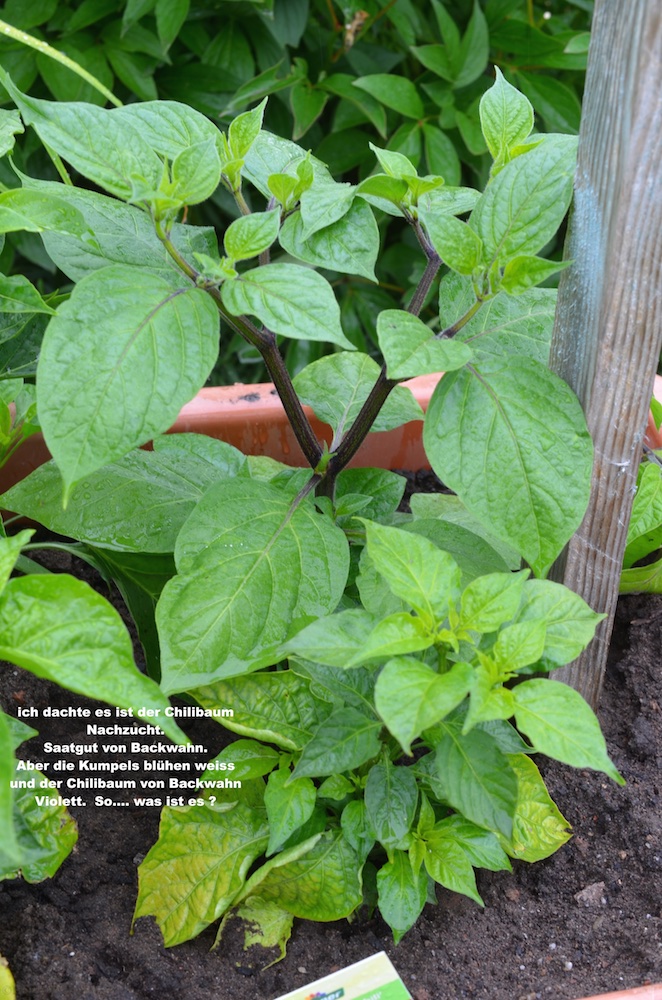 Steinbackofen 5 (1).jpg