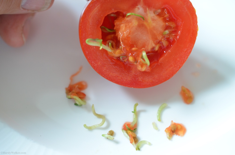 Tomatenmist 1 1.jpg