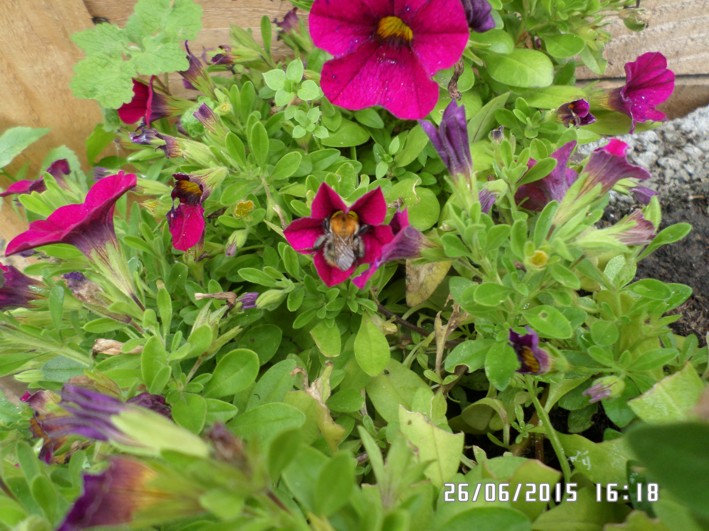 hummel in blüte.jpg