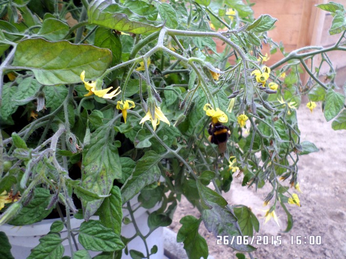 hummel in tomaten.jpg