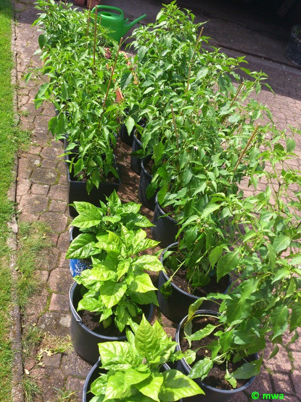 Gesamt, Im Vordergrund die kleinen sind Carolina Reaper