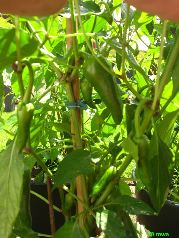 Einer von 10 Anaheim