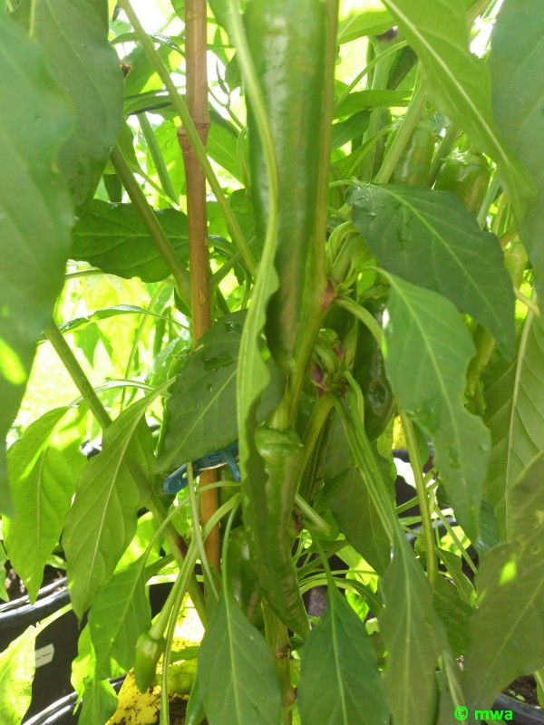 nochmal eine Anaheim