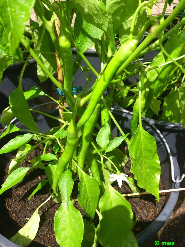 Golden Cayenne