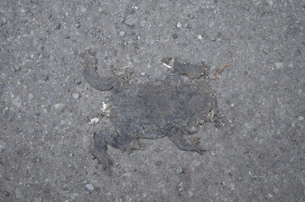 Spazieregang K-Wald.jpg