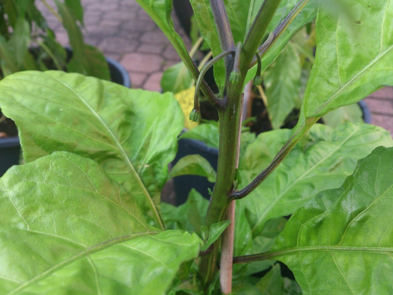 Carolina Reaper