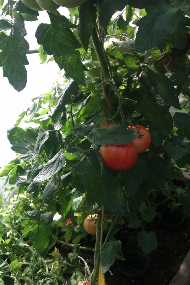 IMAG0586_ergebnis.jpg