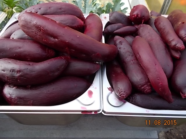 DSCN1181.JPG