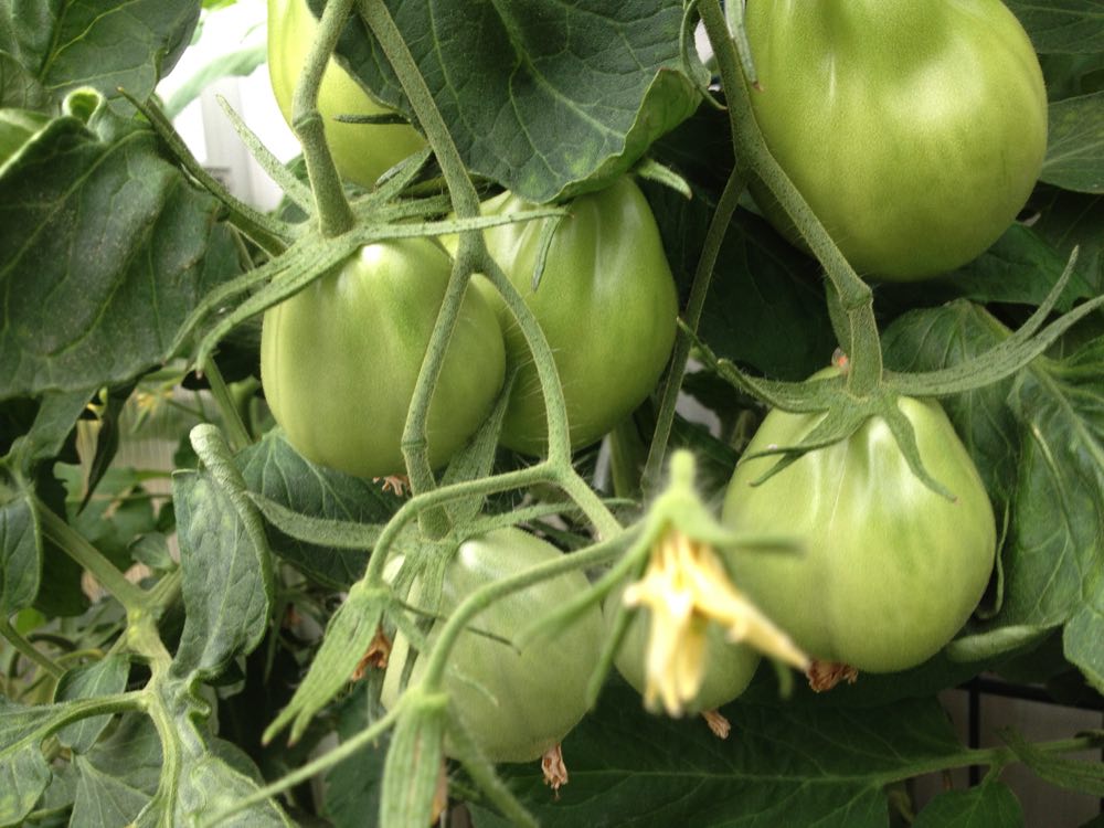 Die Ochsenherzen sind schon da und es sind noch eine Menge Nachschub hier