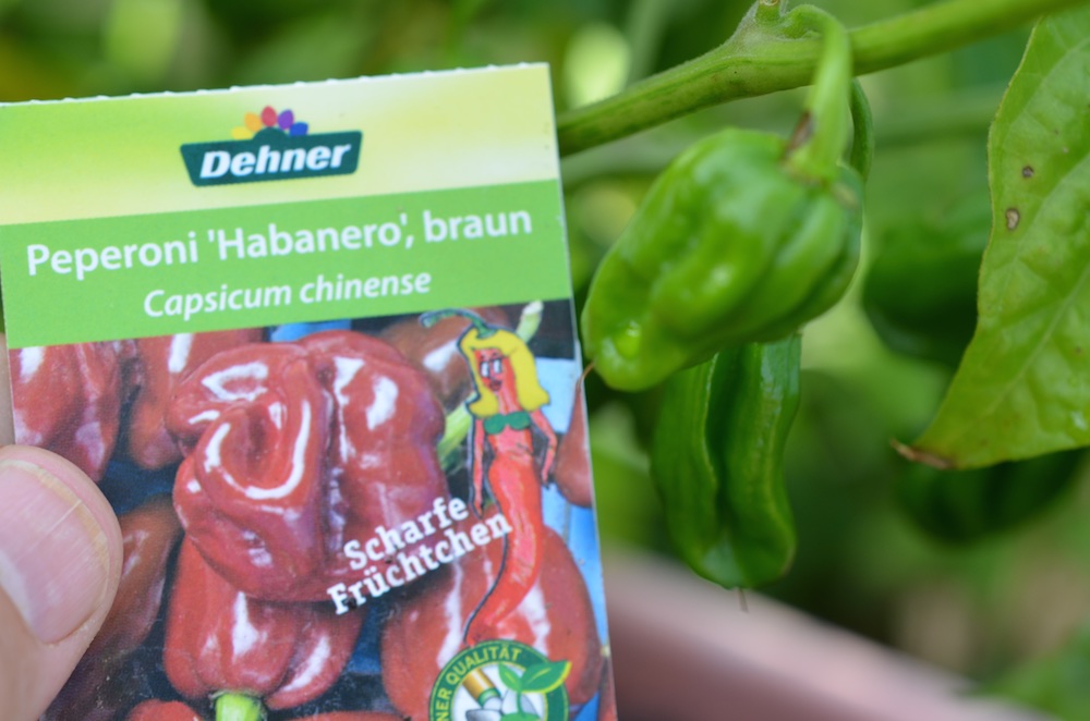 Wenige, kleine braune Habaneros