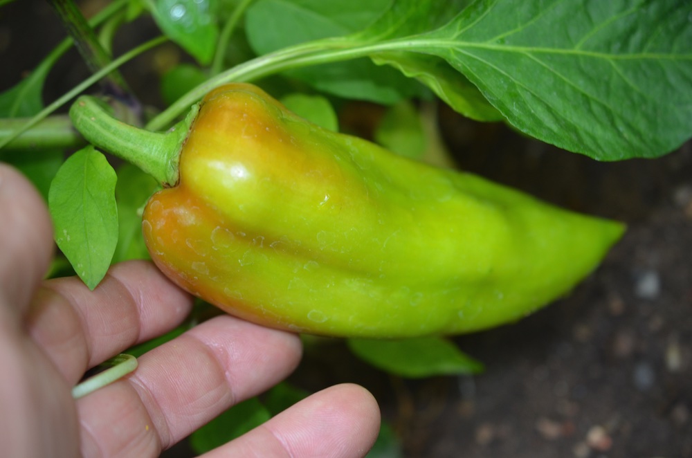 Jumbo Chili