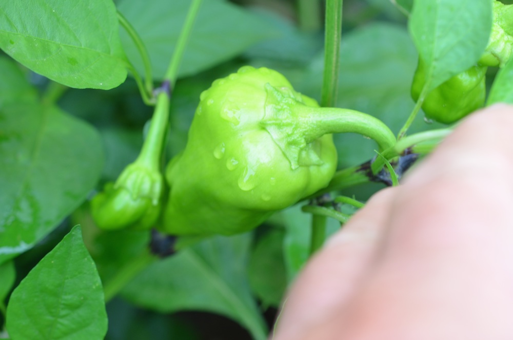 Jumbo chili in einer Höhe von ca. 70 cm noch ordentlich neue Ansätze