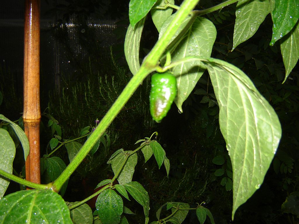 Chilis_2015_07.jpg