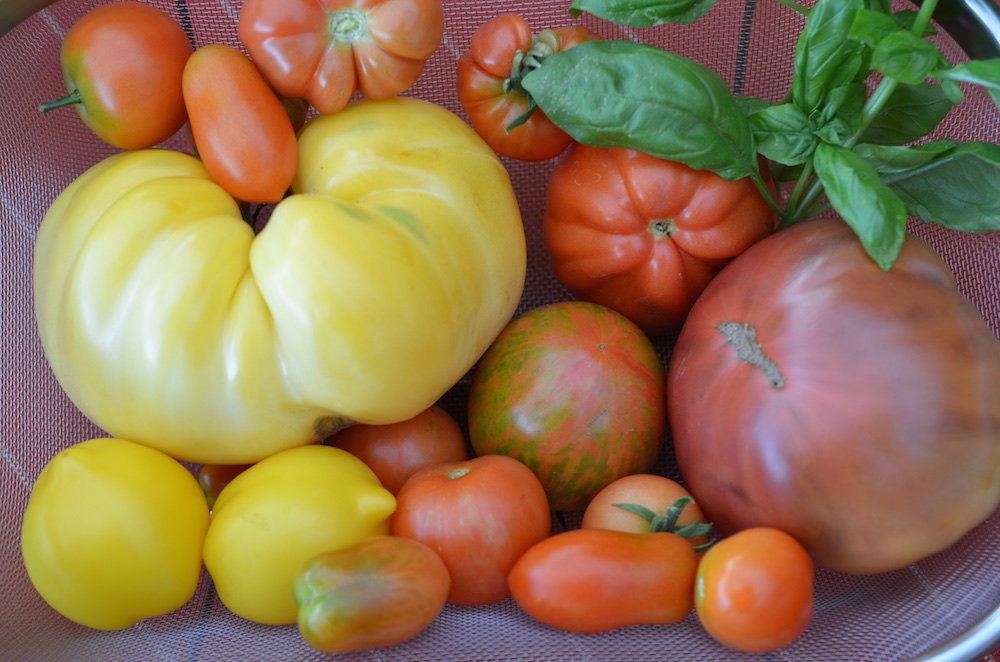Tomaten 1.jpg