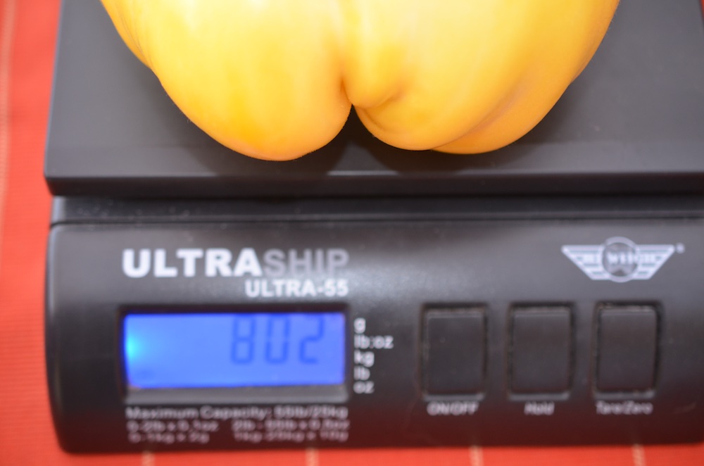Tomaten 2.jpg