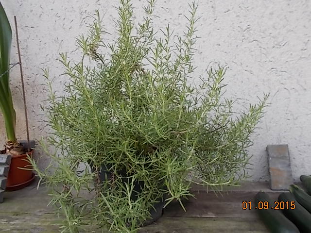 DSCN1274.JPG
