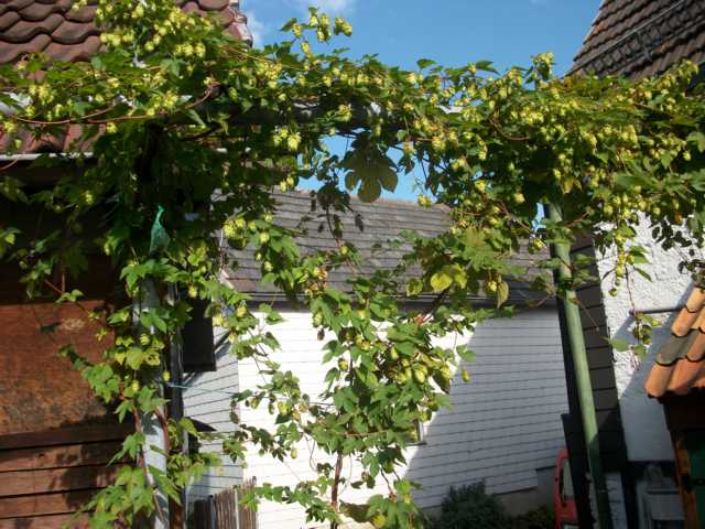 K640_hopfen3.JPG