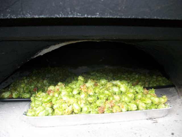 K640_hopfen2.JPG
