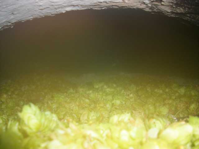 K640_hopfen1.JPG