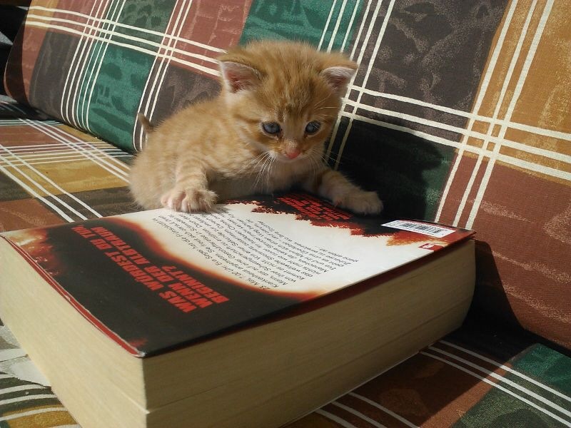 Findelkind Gisbert...., mittlerweile im 3ten Lebensjahr. Lag eines Morgens im Mai auf meinem Holzplatz