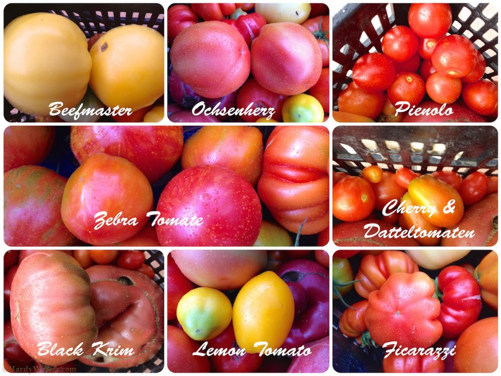 tomaten 1.jpg