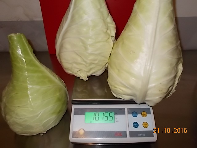 Aktion Sauerkraut 2015.JPG