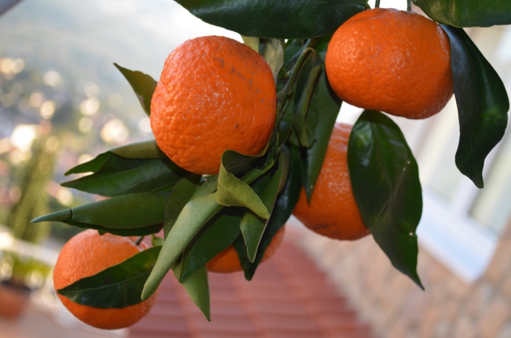 Mandarinen 2.jpg