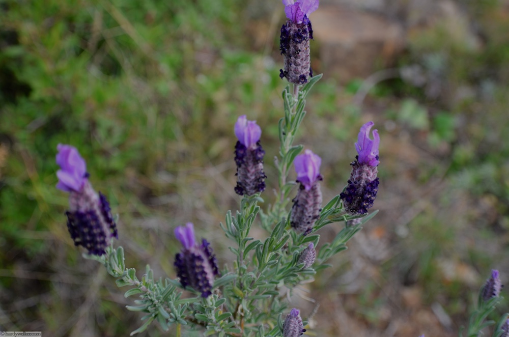 wilder Schopflavendel