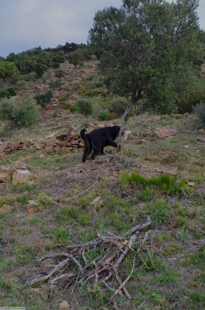 Gipsy ist schon wieder vorne und holt "Stöckchen"  Ich hole den Rest. Olivenholz für meinen Steinbackofen